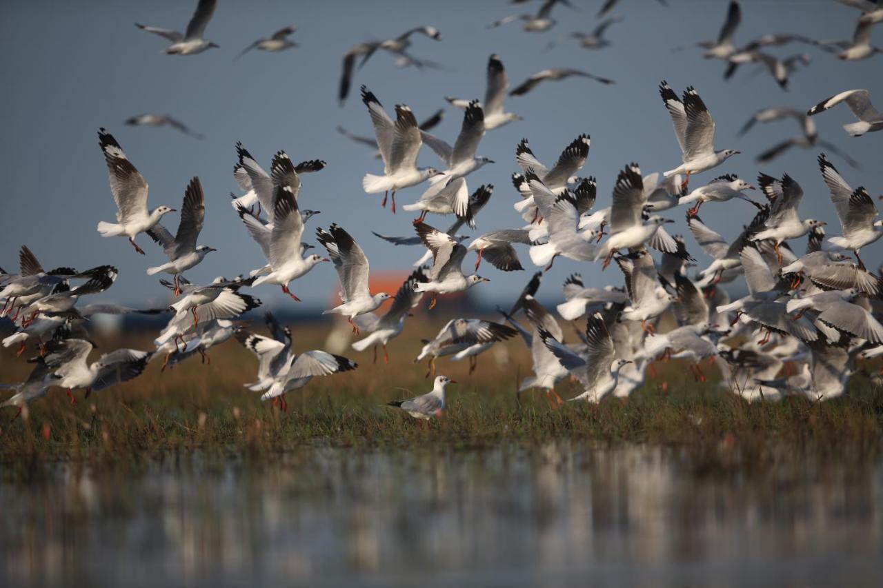 Wetlandcamp บ้านชายเล Пхаттхалунг Экстерьер фото